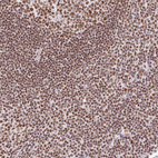 Anti-SRSF10 Antibody