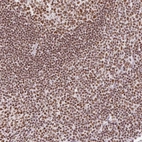 Immunohistochemical staining of human tonsil shows moderate to strong nuclear positivity in non-germinal center cells.