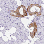 Immunohistochemical staining of human salivary gland shows moderate to strong membranous positivity in ductal cells.
