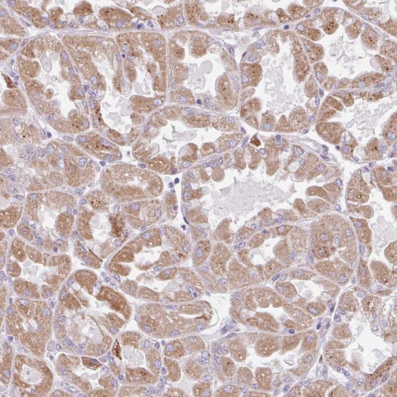 Anti-BEAN1 Antibody