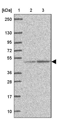 Anti-EEF1A2 Antibody