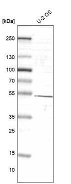 Anti-NR1D2 Antibody