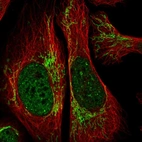 Immunofluorescent staining of human cell line U-2 OS shows localization to nucleoplasm & mitochondria.