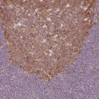 Immunohistochemical staining of human tonsil shows weak to moderate cytoplasmic positivity in germinal center cells.