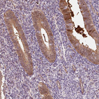 Immunohistochemical staining of human endometrium shows weak to moderate cytoplasmic positivity in glandular cells.