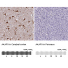Anti-AKAP5 Antibody
