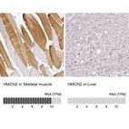 Anti-HMCN2 Antibody