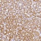 Immunohistochemical staining of human stomach shows moderate cytoplasmic granular positivity in glandular cells.