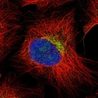 Immunofluorescent staining of human cell line U-2 OS shows localization to vesicles.