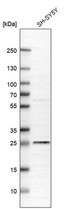 Western blot analysis in human cell line SH-SY5Y.