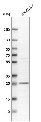 Western blot analysis in human cell line SH-SY5Y.