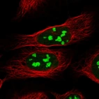 Immunofluorescent staining of human cell line U-2 OS shows localization to nucleoli.