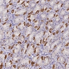 Immunohistochemical staining of human Stomach shows strong granular cytoplasmic positivity in glandular cells.