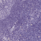 Immunohistochemical staining of human Lymph node shows very weak granular cytoplasmic positivity in non-germinal center cells.