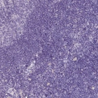 Immunohistochemical staining of human Lymph node shows very weak granular cytoplasmic positivity in non-germinal center cells.