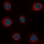 Anti-CCND1 Antibody