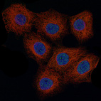 Anti-CCND1 Antibody