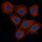 Anti-CCND1 Antibody