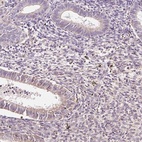 Immunohistochemical staining of human endometrium shows low expression as expected.