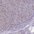 Immunohistochemical staining of human pancreas shows weak to moderate granular cytoplasmic positivity in exocrine glandular cells.