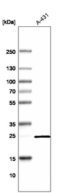 Western blot analysis in human cell line A-431.