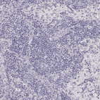 Immunohistochemical staining of human lymph node shows no positivity in non-germinal center cells as expected.