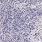 Immunohistochemical staining of human lymph node shows no positivity in non-germinal center cells as expected.