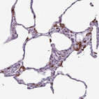 Anti-AMIGO2 Antibody