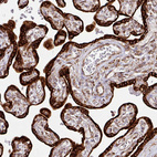 Immunohistochemical staining of human placenta shows granular cytoplasmic positivity in trophoblastic cells.