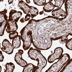 Immunohistochemical staining of human placenta shows granular cytoplasmic positivity in trophoblastic cells.