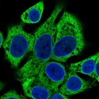 Immunofluorescent staining of human cell line Hep G2 shows localization to endoplasmic reticulum.