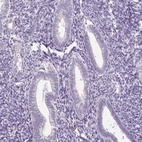 Immunohistochemical staining of human endometrium shows low expression as expected.