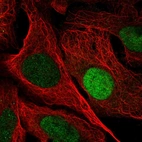 Immunofluorescent staining of human cell line U-2 OS shows localization to nucleoplasm.