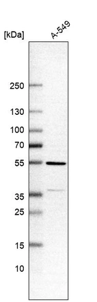 Western blot analysis in human cell line A-549.