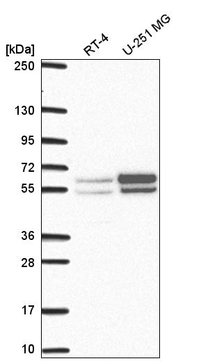 Anti-NAP1L2 Antibody