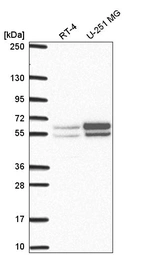 Anti-NAP1L2 Antibody