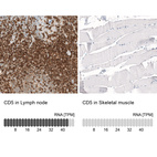 Anti-CD5 Antibody