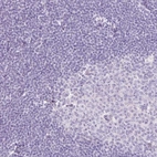 Immunohistochemical staining of human tonsil shows no positivity in non-germinal center cells and germinal center cells as expected.