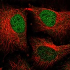 Immunofluorescent staining of human cell line HeLa shows localization to nucleoplasm & cytosol.
