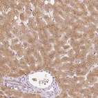 Anti-MIA2 Antibody