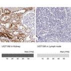 Anti-UGT1A6 Antibody