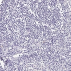 Immunohistochemical staining of human lymph node shows no positivity in non-germinal center cells as expected.