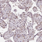 Immunohistochemical staining of human placenta shows strong nuclear positivity in trophoblastic cells.