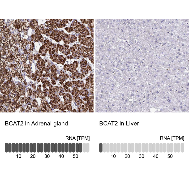Anti-BCAT2 Antibody