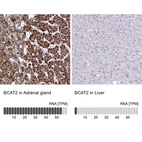 Anti-BCAT2 Antibody