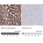 Anti-BCAT2 Antibody