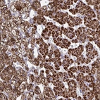Immunohistochemical staining of human adrenal gland shows high expression.