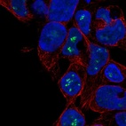 Immunofluorescent staining of human cell line HEK 293 shows localization to nucleoli fibrillar center.