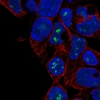 Immunofluorescent staining of human cell line HEK 293 shows localization to nucleoli fibrillar center.