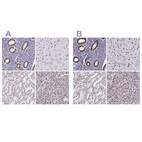 Anti-NONO Antibody
